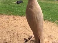 Stipo Fišić - Sokol