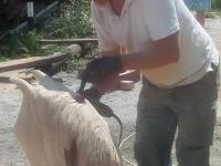 Izrada skulpture od drveta