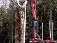 Kiparska kolonija na Kuku